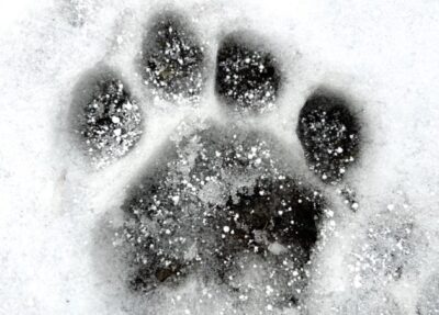 snowy pawprint